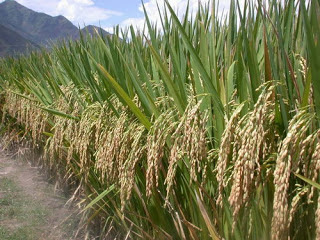 Agriculture: TEHNIK BUDIDAYA PADI GOGO RANCAH