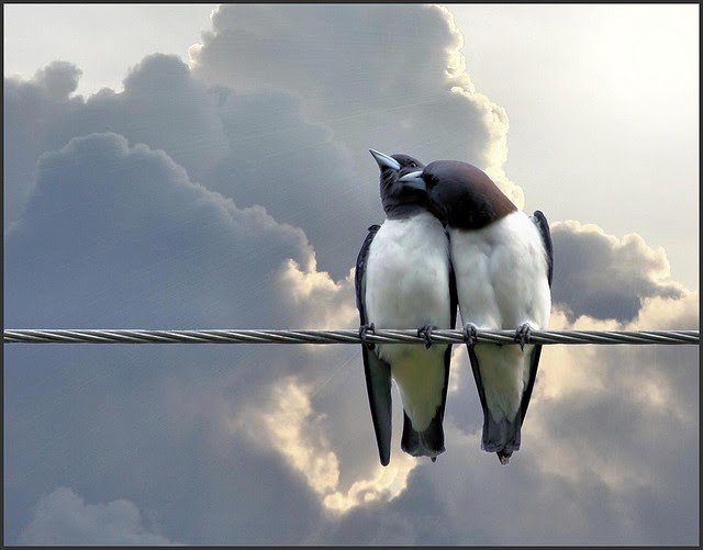 Vogel Lieben Fotos Liebe Schön Wallpaper Bild