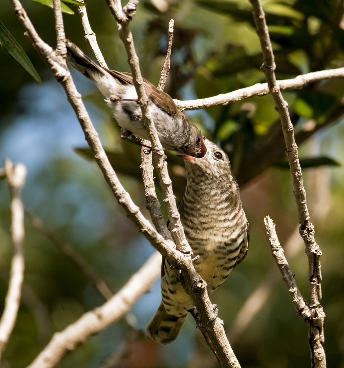 Bird In Everything Cuckoo Bird Nest