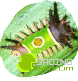 Ulat bulu menyerang daun kelapa sawit Ulat bulu menyerang daun kelapa sawit
