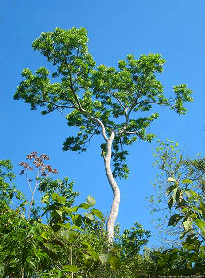 Caoba (Swietenia macrophylla)  Guardabosques Voluntarios de la Universidad  Simón Bolívar