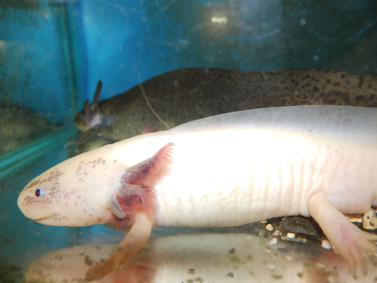 Reptiles Amphibians & Fish THE OLD AXOLOTLS AND A NEW WHITE ONE