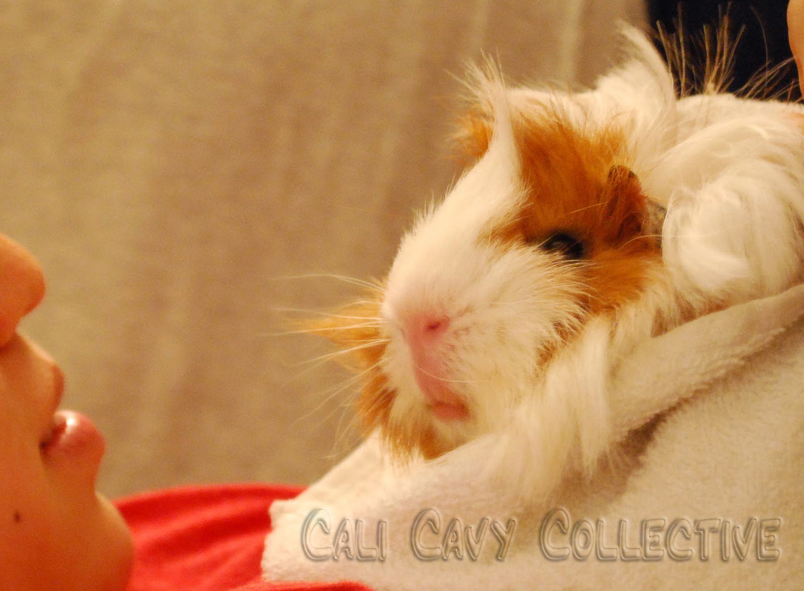 Cali Cavy Collective a blog about all things guinea pig A Guinea Pig's Normal Body Temperature