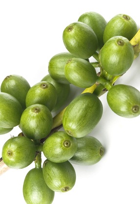 Green Coffee Extract Mayo Clinic Green Coffee Extract Mayo Clinic
