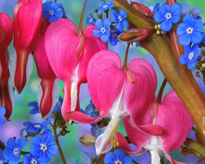 HD Top Beautiful Love Heart Pics HD Top Beautiful Love Heart Pics