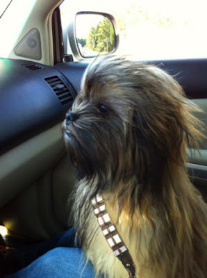 Funny DOG Pictures