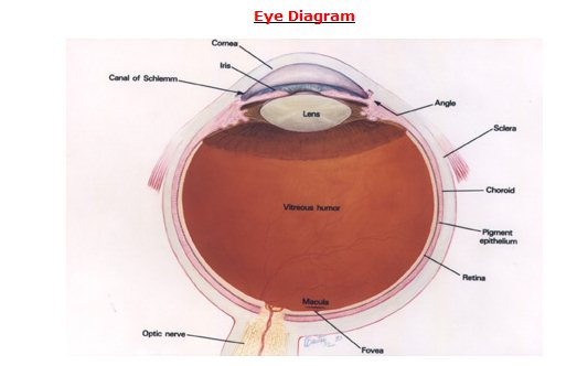 Human Eye Diagram And Anatomy Complete With Images