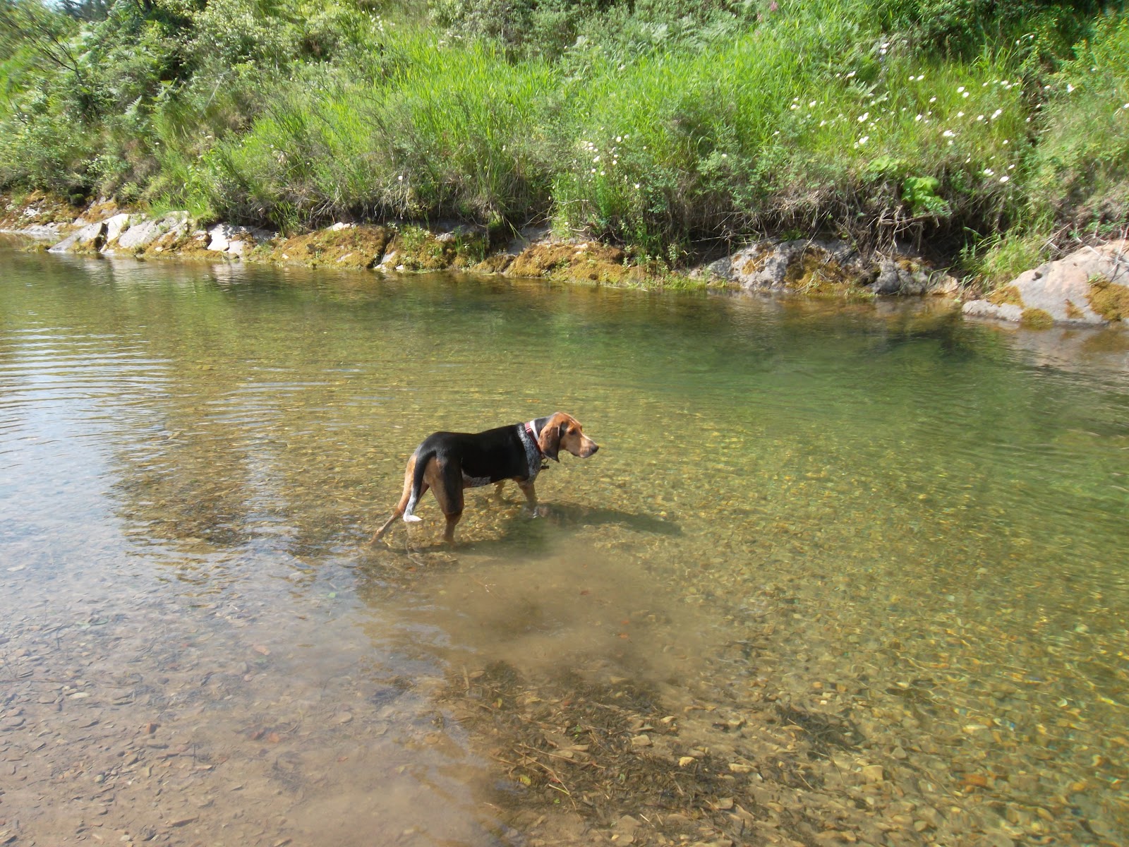 Jed the Traveling Coonhound Trout Creek fishing