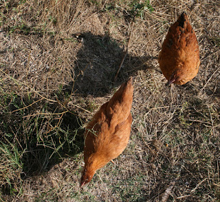 Apparently these two need fattening up Apparently these two need fattening up