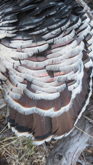 Royal+Slam+Goulds+Turkey+Hunts+with+Colburn+and+Scott+Outfitters+12.JPG