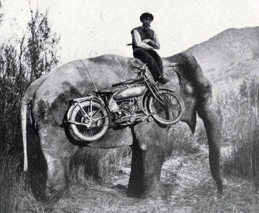 indian-elefant.jpg