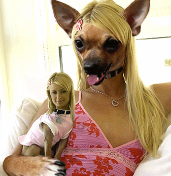 Funny Dog Pictures Funny Dog Pictures
