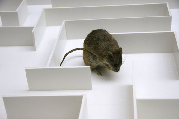 Rat Maze