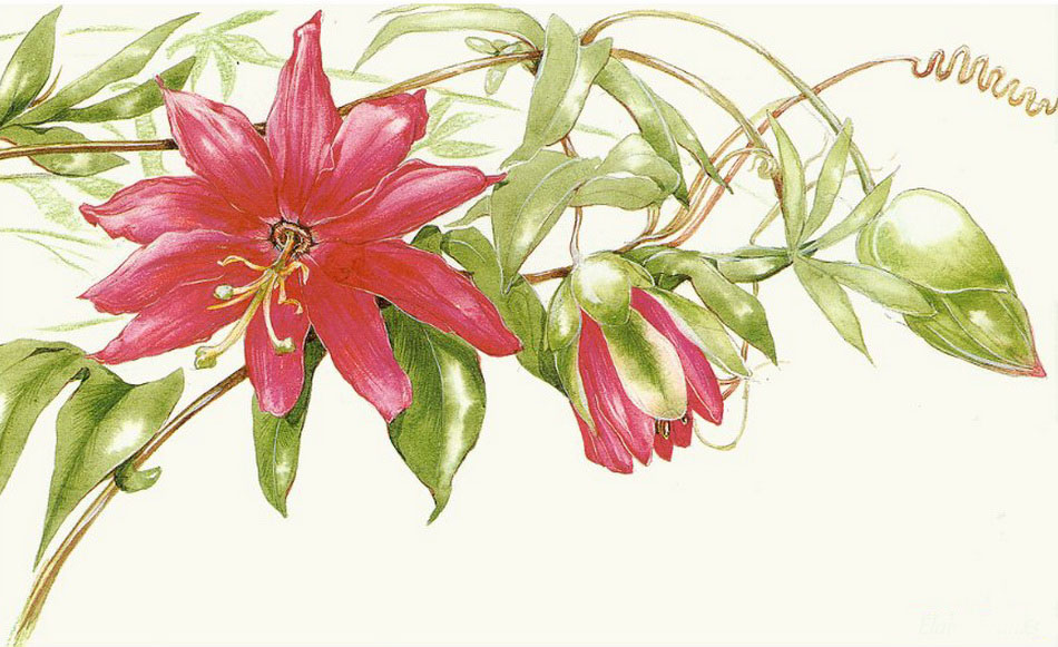 Коллекция картинок Цветы Elaine Franks