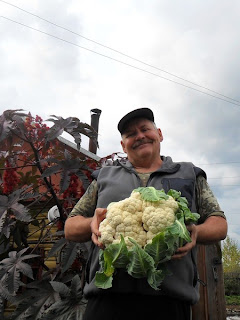 сентябрь, цветная капуста 