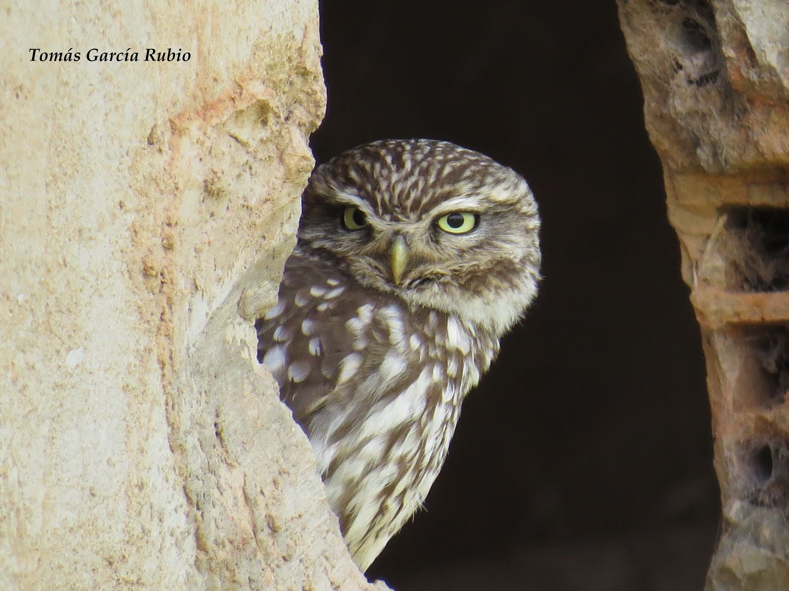 Mochuelo (Athene noctua)