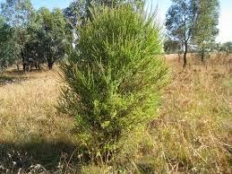 Manfaat Tumbuhan Melaleuca Alternifolia untuk Obat Demam Berdarah Manfaat Tumbuhan Melaleuca Alternifolia untuk Obat Demam Berdarah
