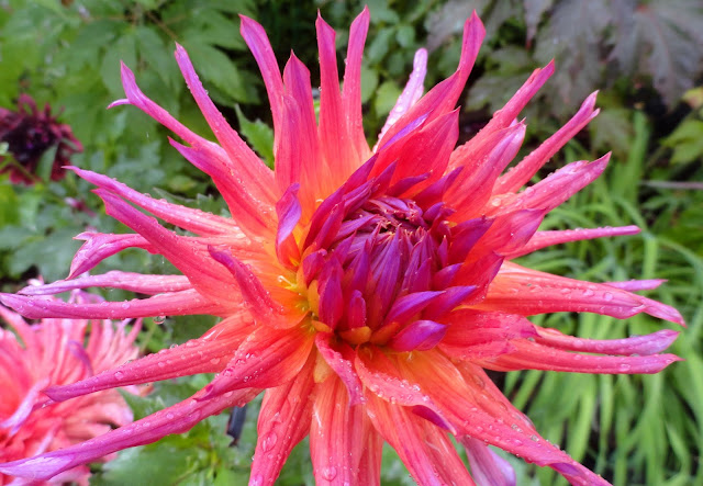 Trees Of Santa Cruz County Pittosporum Crassifolium Karo