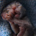 Two-faced kitten born in small town in Oregon thumbnail