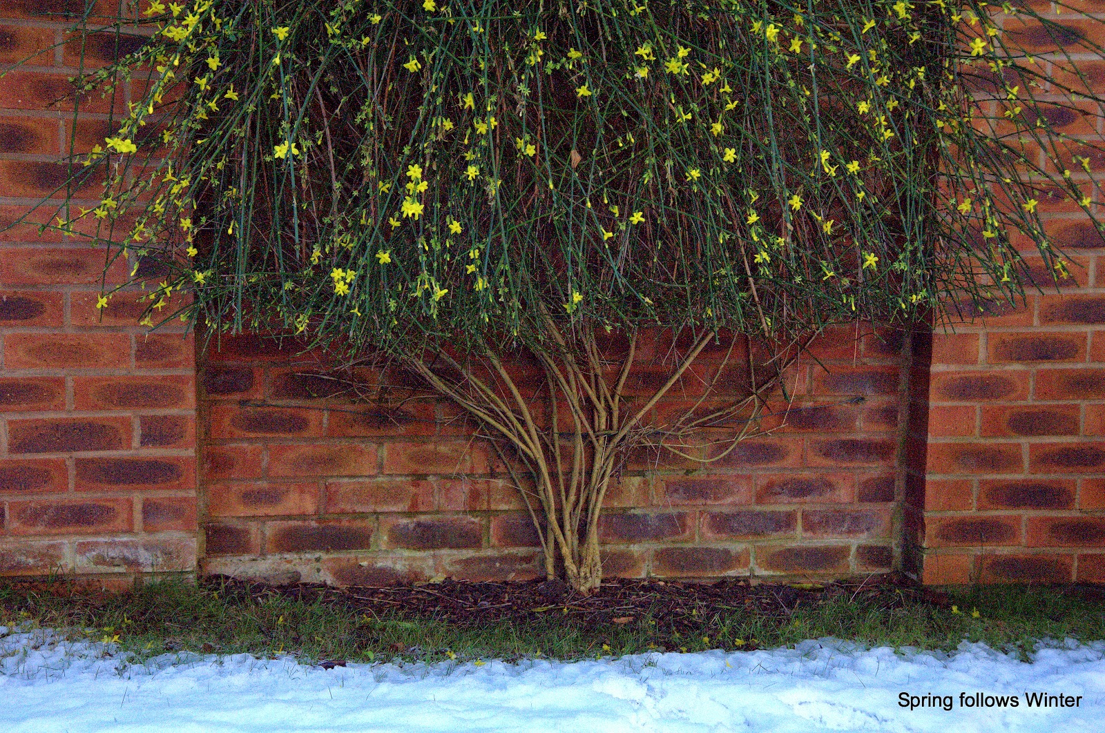 Spring follows Winter Winter Jasmine Jasminum nudiflorum
