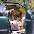 be more careful when you are driving with a lot of paint in your truck, don't slip off the road