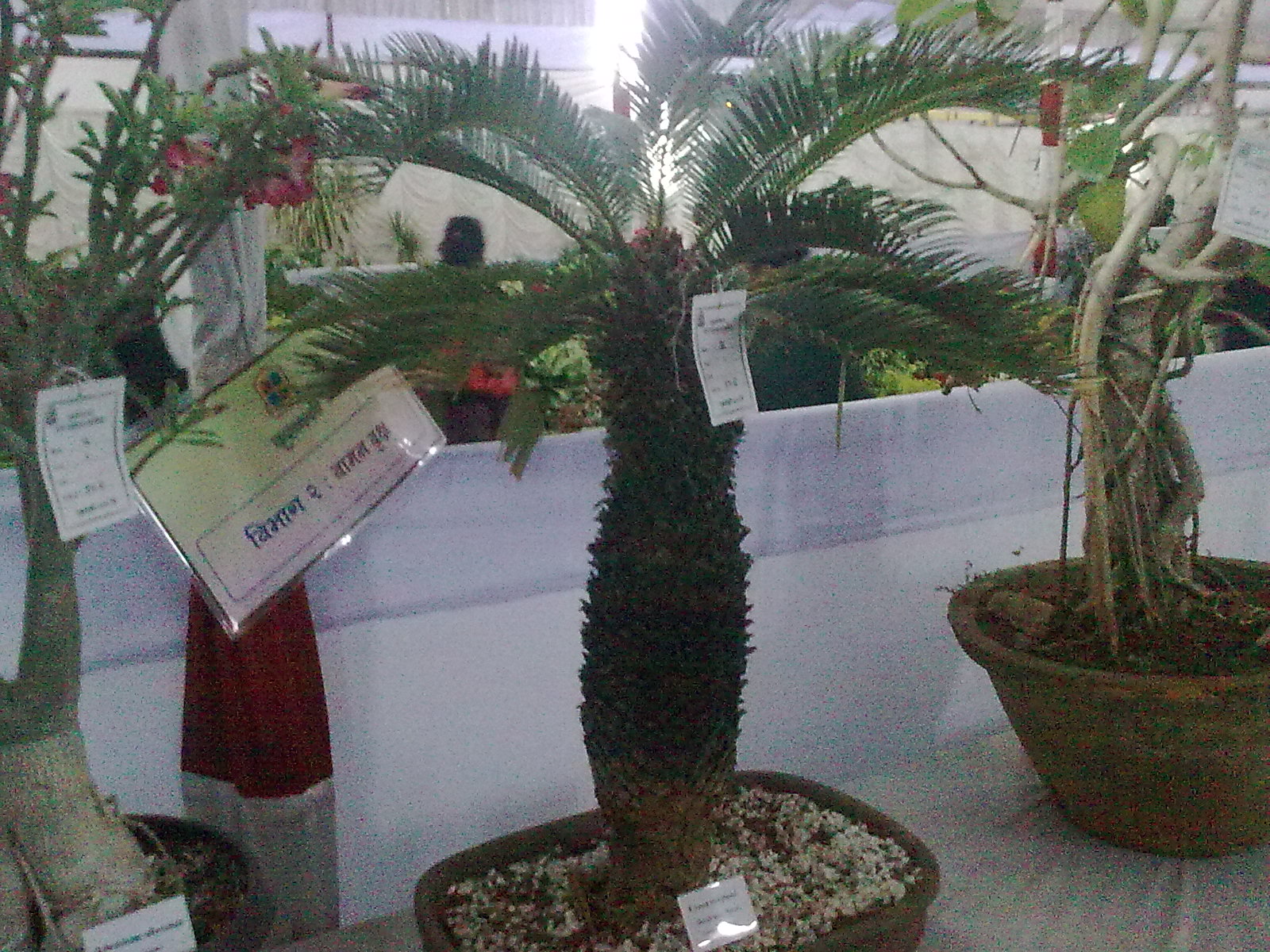 Garden Care Simplified Step By Step How To Grow Bonsai Plants At Home Garden Care Simplified Step By Step How To Grow Bonsai Plants At Home
