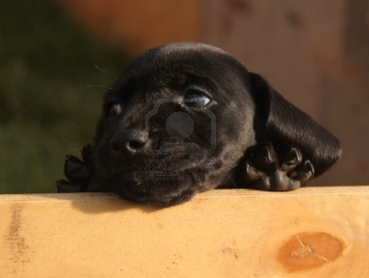 black and dachshund puppy black and dachshund puppies pictures to pin on pinsdaddy black and dachshund puppy black and dachshund puppies pictures to pin on pinsdaddy