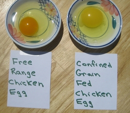 free-range-chicken-eggs.jpg