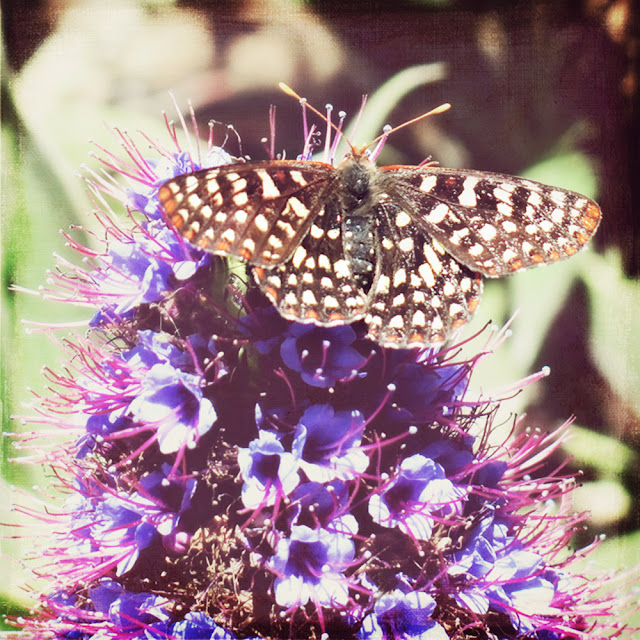 Galia Alena Photography butterfly at Easlen