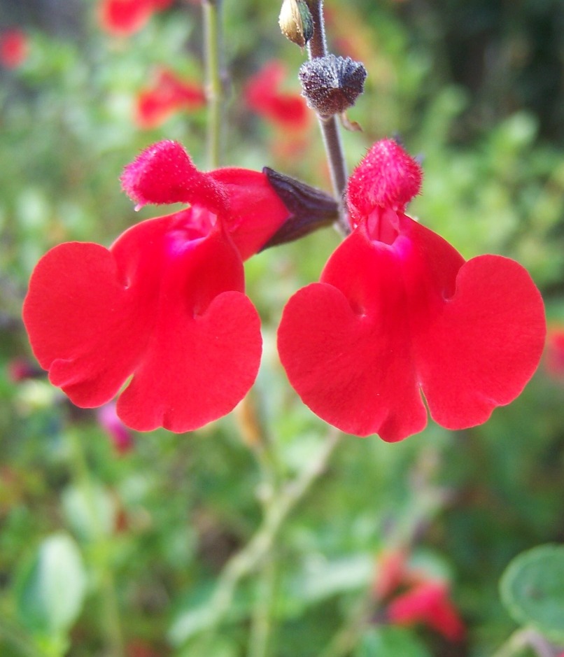The 2 Minute Gardener Photo Baby Sage (Salvia microphylla)