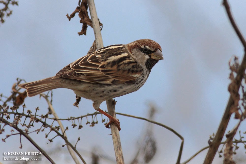 Spanish Sparrow by Iordan Hristov bird photography