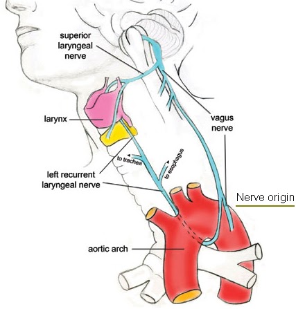 What exactly is Tinnitus?