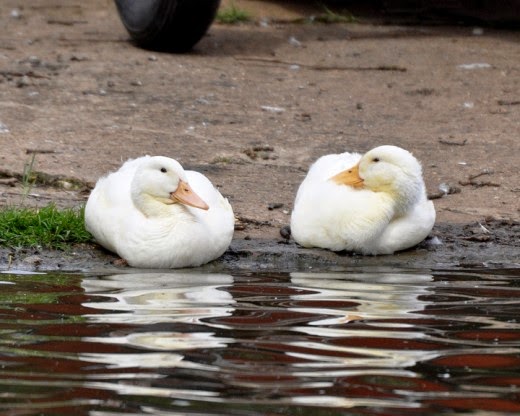 5 Week Old Aylesbury Ducks 5 Week Old Aylesbury Ducks