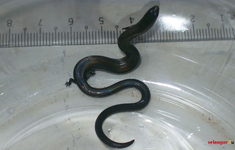 ular berkaki 4 malaysia 11 Subhanallah! Ular Berkaki Empat di Malaysia 