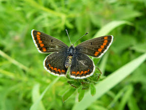 Brown Argus