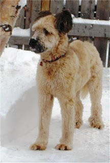 Briard Puppy Picture Briard Puppy Picture