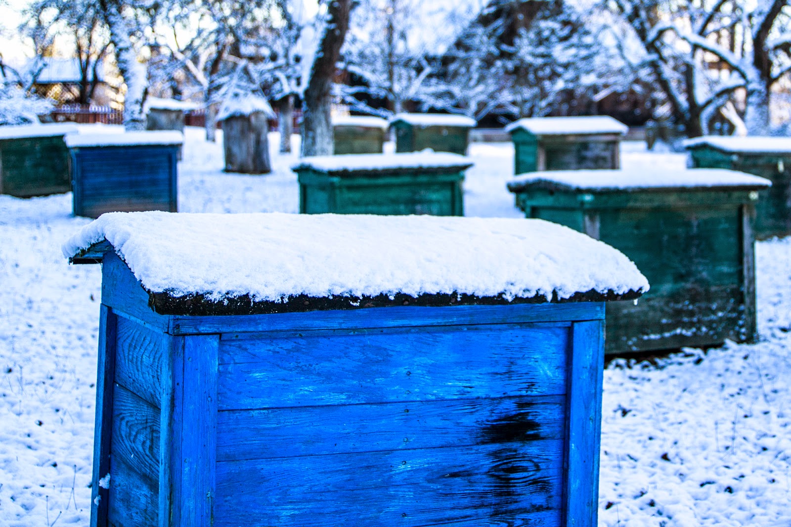 Gwiazdka w Puszczy - Ania w Podróży
