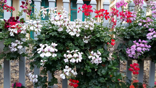 [Image: me-tre-trong-vuon-ngap-sac-hoa-tai-thien...chau-4.jpg]