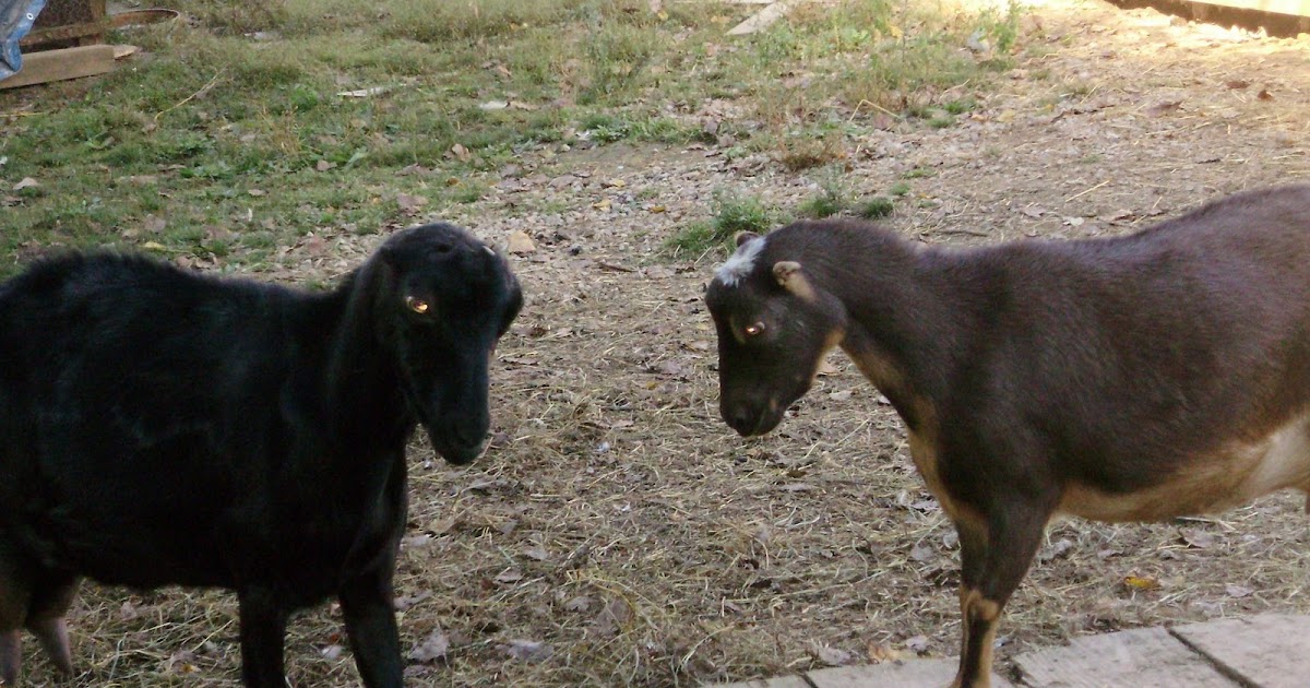 Full Moon of the Crazy Goats Goats With Spots