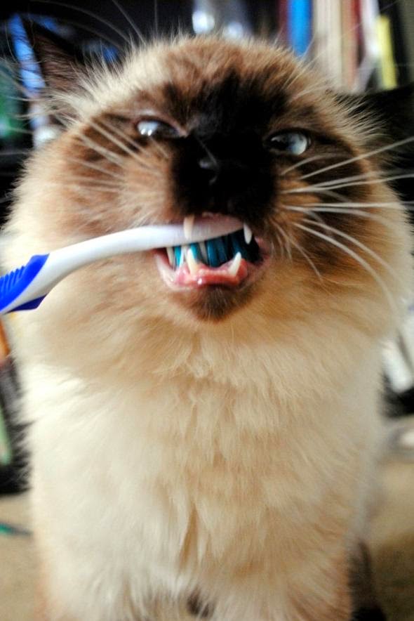 Смешной кот чистит зубы