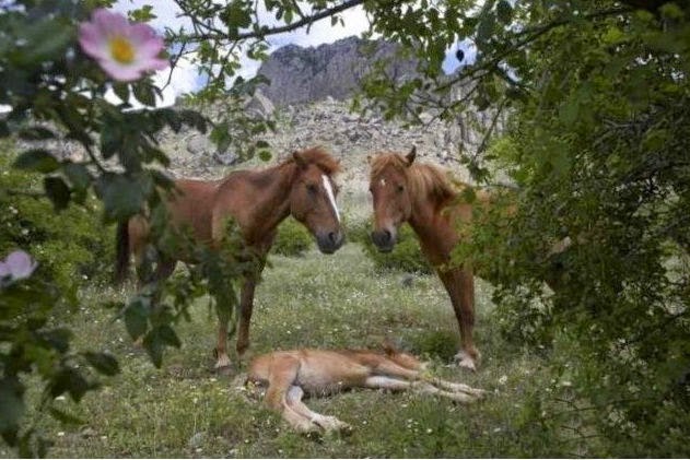 http://www.funmag.org/pictures-mag/animals-and-birds/wild-horse-pictures/