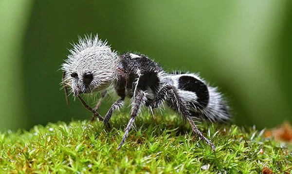 Animals You May Not Have Known Existed - The Panda Ant
