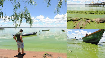 Air Danau di Paraguay Jadi Hijau Akibat Ganggang Beracun