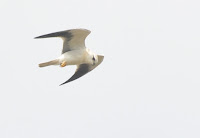 Black-shouldered Kite