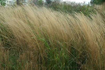 swaying in the wind at Toronto Music Garden by garden muses: a Toronto gardening blog