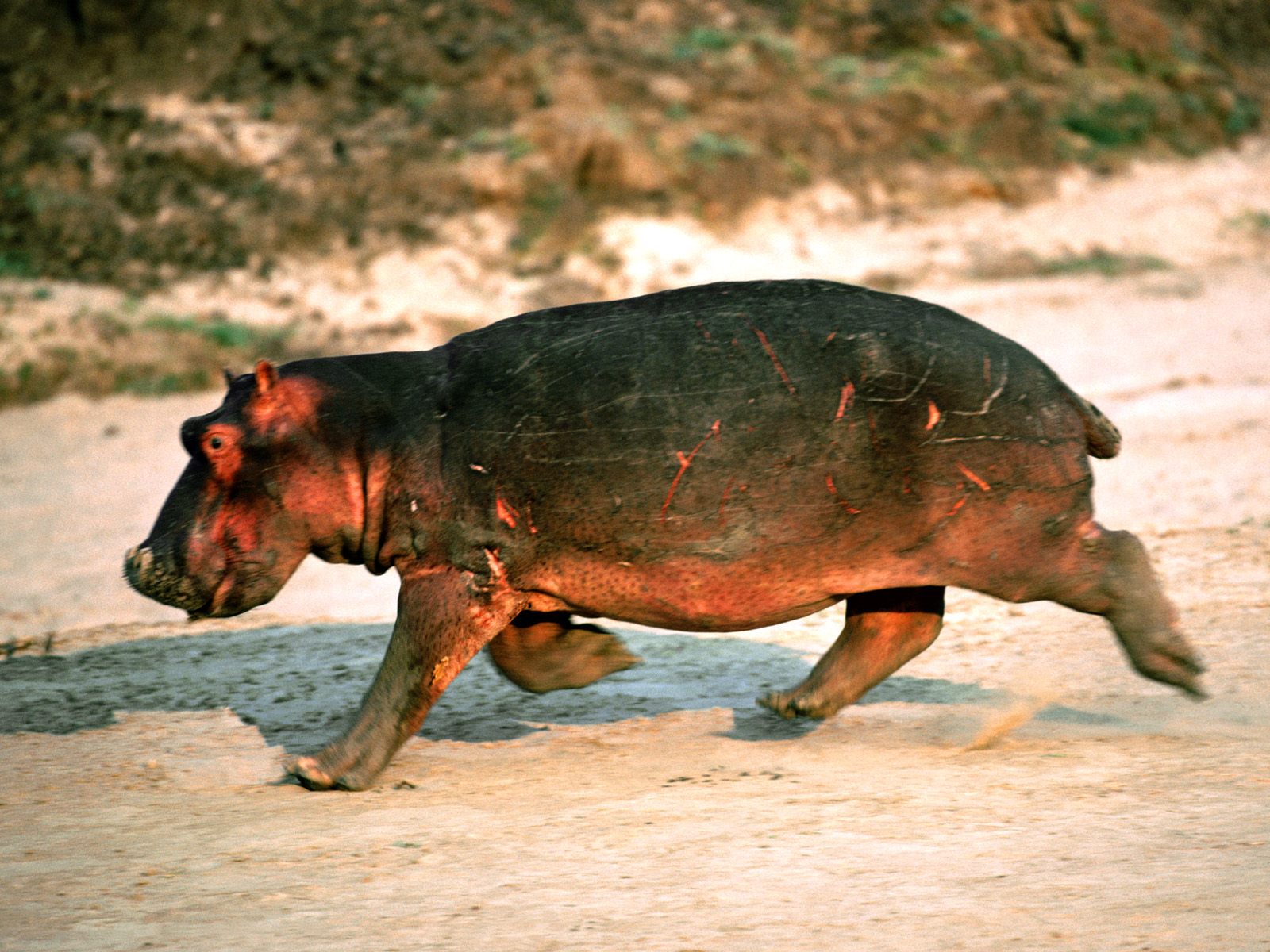 Beautiful Animals Safaris: Africa River Horses: Hippopotamus trails