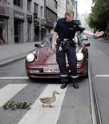 Duck Crossing Street
