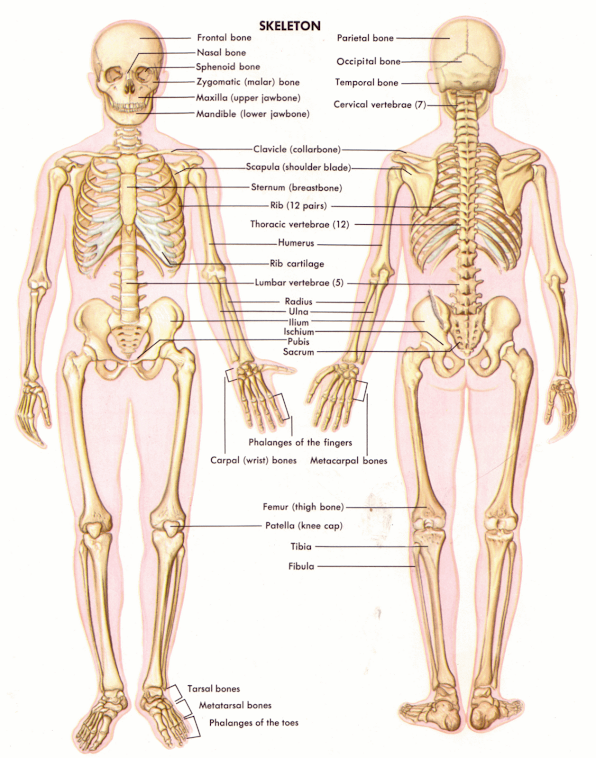 the human musculoskeletal system – lickclick the human musculoskeletal system – lickclick, Muscles