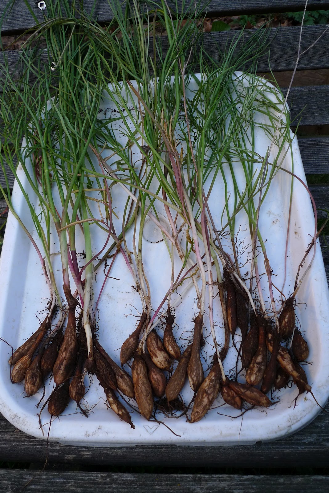 Wild Harvests Yampa, more than a taste