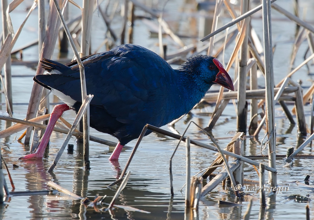 Calamon, Porphyrio porphyrio, Purple Swamphen Calamon, Porphyrio porphyrio, Purple Swamphen